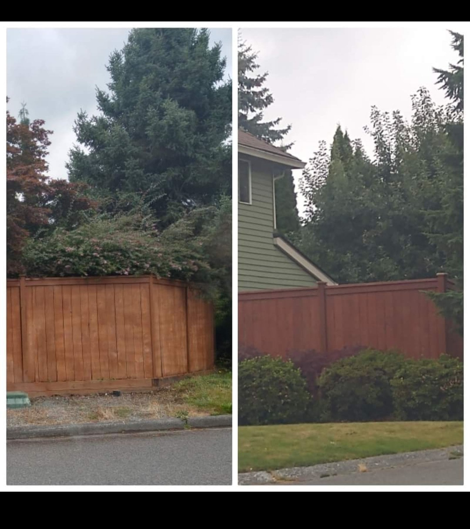 Cedar fence staining in Snohomish County WA, with a weathered natural wood fence treated with premium exterior stain for lasting protection and rich color